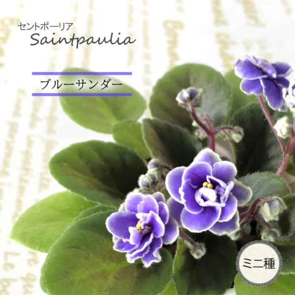 ■特徴お部屋で育てやすいお花「セントポーリア」カーテン越しの光で育てるのが一般的ですが、蛍光灯の光でも育てられるので室内のインテリアグリーンに最適です。セントポーリアのプロから直接仕入れをしてお届けいたします!!■管理方法◆直射日光の当たら...