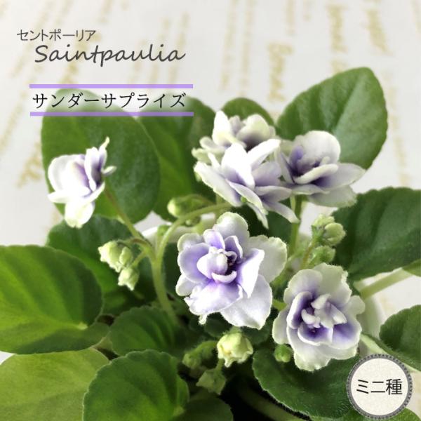 ■特徴お部屋で育てやすいお花「セントポーリア」カーテン越しの光で育てるのが一般的ですが、蛍光灯の光でも育てられるので室内のインテリアグリーンに最適です。セントポーリアのプロから直接仕入れをしてお届けいたします!!■管理方法◆直射日光の当たら...