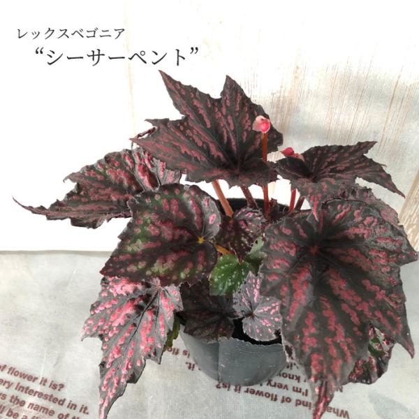 latestplants2019_l210125110