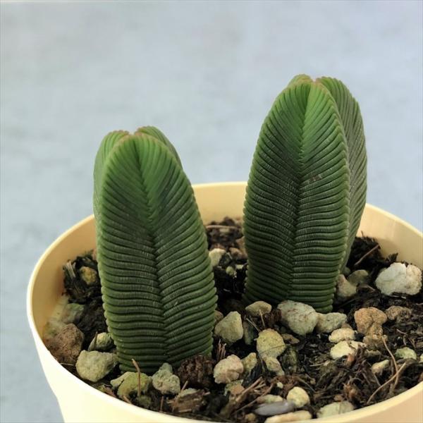 latestplants2019_l210202004