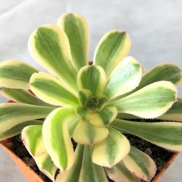 latestplants2019_l210211005