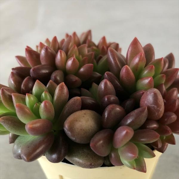 latestplants2019_l210218002