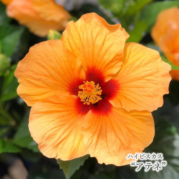 ハイビスカス まもなく予約締切】 【予約販売】 ハイビスカス アテネ 5号 鉢植え ogc