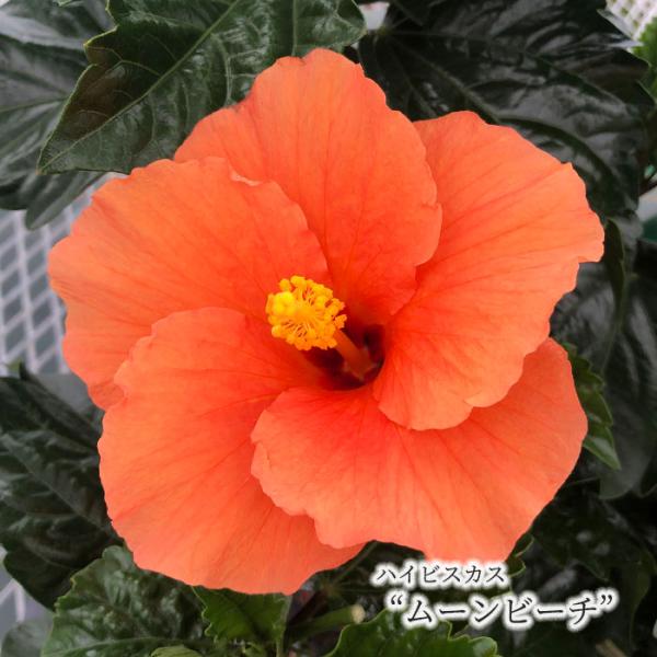 latestplants2019_l210311113