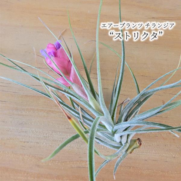 観葉植物 エアープランツ チランジア ストリクタ 花付き 約11cm エア