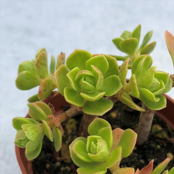 多肉植物 アエオニウム チョコチップ 6.5cmポット 観葉植物 インテリア