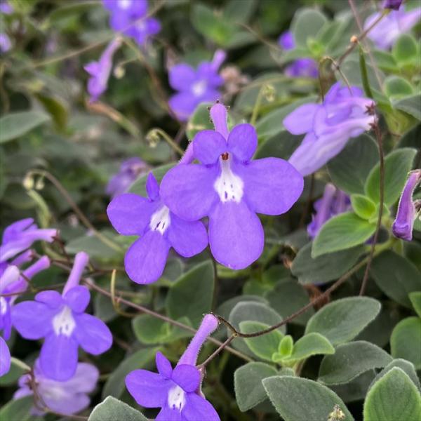 latestplants2019_l210324001