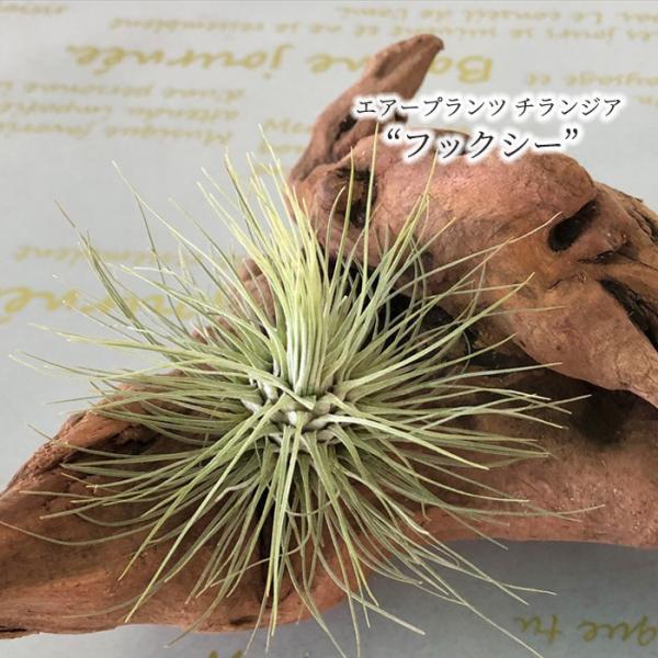 観葉植物 エアープランツ チランジア フックシー T Fuchsii Var Gracilis エアプランツ インテリア Eco L レイテストプランツ 通販 Yahoo ショッピング