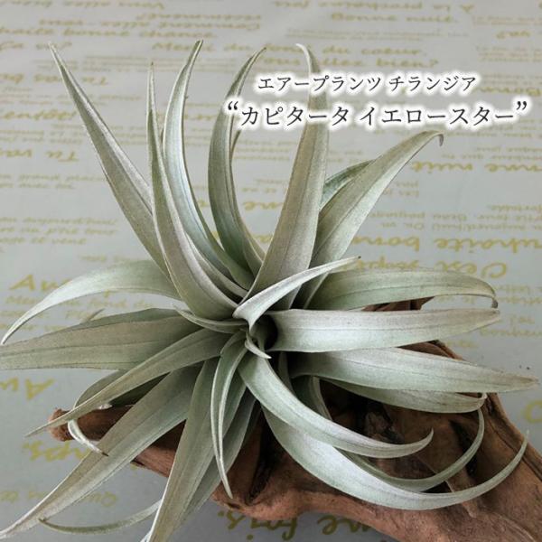 観葉植物 エアープランツ チランジア カピタータ イエロースター T Capitata Yellow Star エアプランツ インテリア Eco L レイテストプランツ 通販 Yahoo ショッピング