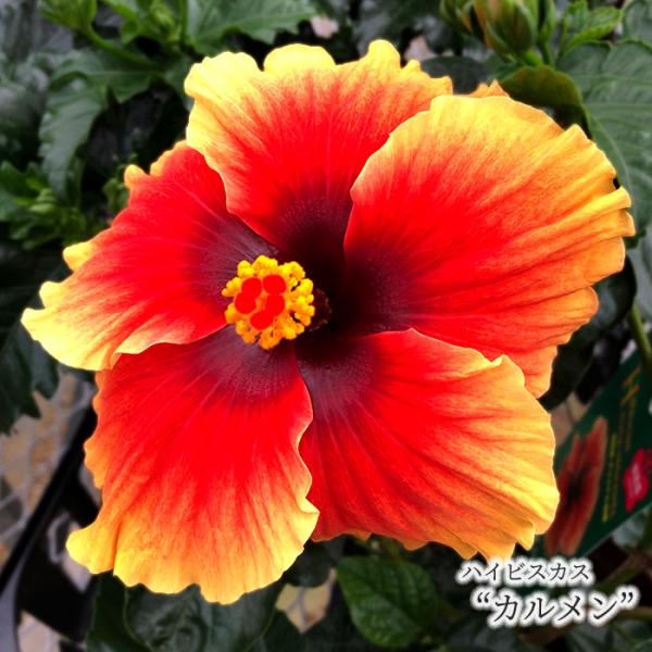■特徴品種名：カルメン大きさ：大輪・約20cm前後ハイビスカスは、赤・黄・白・ピンク・オレンジ色など原色の鮮やかな花色が魅力の熱帯花木です。花の寿命はほとんど1日限りですが、大輪の品種や涼しい季節は2日もつことがあります。■置き場所日光がよ...