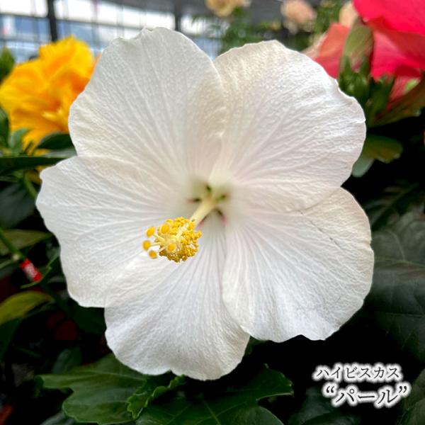 196 白ハイビスカス Www Vetrepro Fr