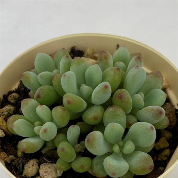 多肉植物 グラプトペタルム パキフィルム 6cmポット 観葉植物