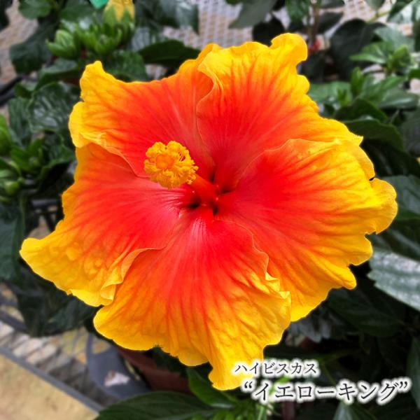 まもなく予約締切！次回は来年】【予約販売】 ハイビスカス