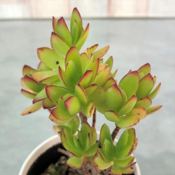 多肉植物 天狗の舞錦♡抜き苗 多肉植物 クラッスラ 天狗の舞 9cmポット 観葉植物 インテリア : レイ