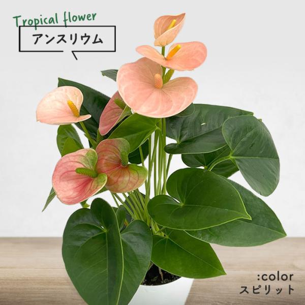 latestplants2019_l210607007