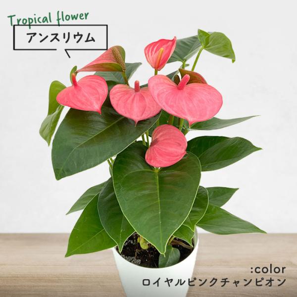 予約販売 送料無料 アンスリウム ロイヤルピンクチャンピオン 6号鉢 観葉植物 鉢植え インテリア 7月中旬以降発送 L レイテストプランツ 通販 Yahoo ショッピング