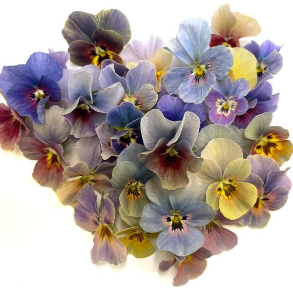 苗 ランキングtop336 人気売れ筋ランキング Yahoo ショッピング