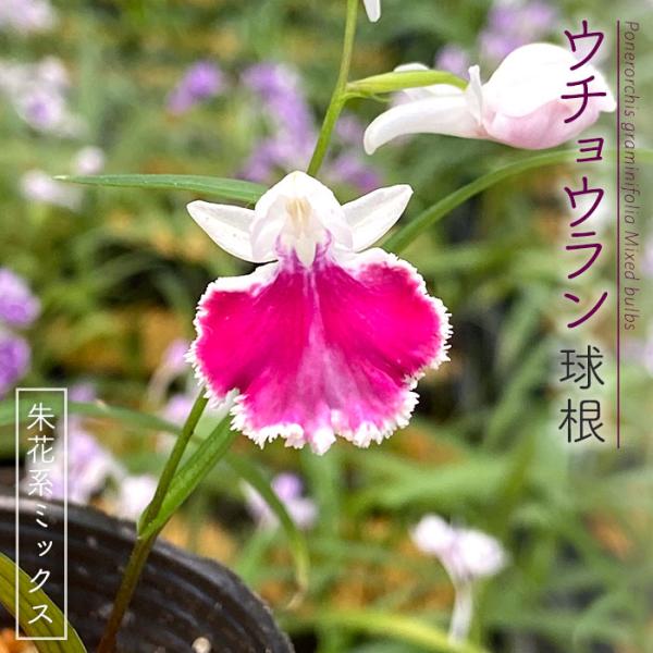 latestplants2019_l210714003