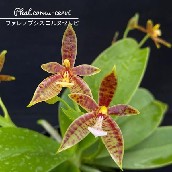洋ラン【開花見込株】ファレノプシス コルヌセルビ 原種 実生 3.5号鉢