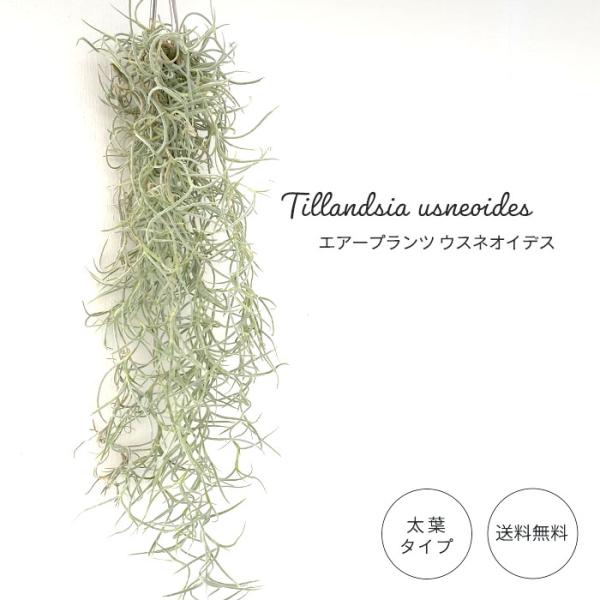 観葉植物 エアープランツ 太葉 ウスネオイデス ティックリーフ 約30cm〜35cm 送料無料 インテリア