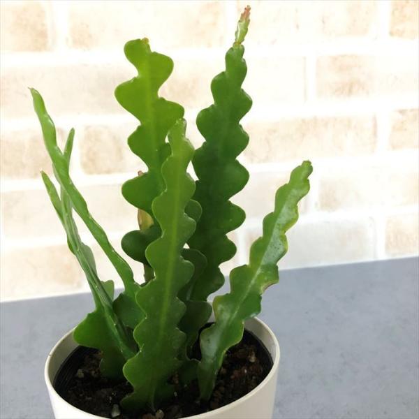 安いエピフィルムの通販商品を比較 ショッピング情報のオークファン