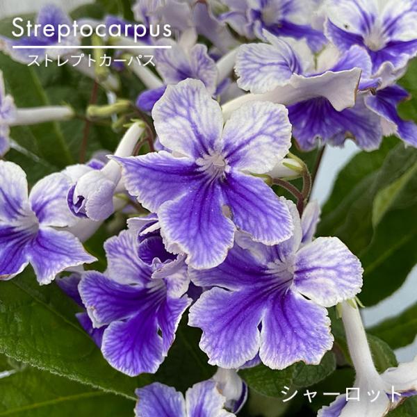 ストレプトカーパス シャーロット 5号鉢 花苗 非耐寒性 多年草 : レイ