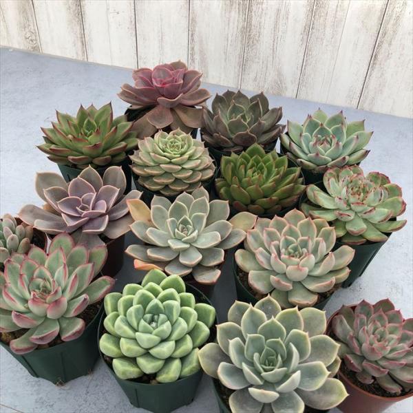 latestplants2019_l211202001