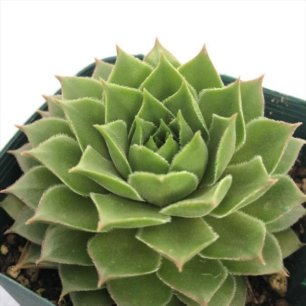 latestplants2019_l211204004