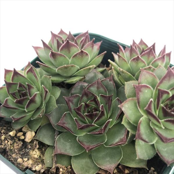 センペルビウム　ブロンコ latestplants2019_l211204013