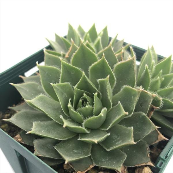 多肉植物 センペルビウム SPN-6 7.5cmポット 観葉植物 インテリア siz