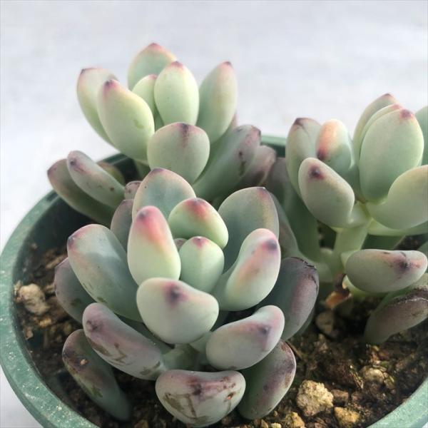 多肉植物 セダム コミックトム 8cmポット 観葉植物 インテリア ssf