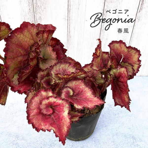みかん　インプレア　BE302 5本 latestplants2019_l211209007