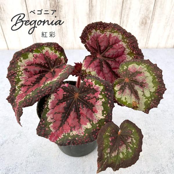 予約販売】 レックスベゴニア 紅彩 3.5号ポット ベゴニア 鉢花