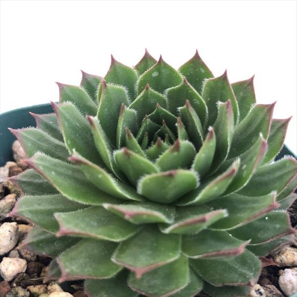 センペルビウム　タルク　① 多肉植物 センペルビウム タルク 7.5cmポット 観葉植物 インテリア siz