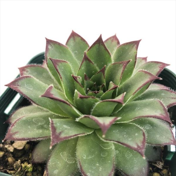 SALE♡センペルビウム ７個 多肉植物 楽天市場】【当店農場生産】多肉植物 センペルビウム アーク