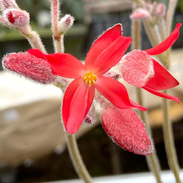 ■特徴原種ベゴニア　フロエベリイ（B.froebelii）  流通が少なく、非常に珍しい、南米原産の球根性ベゴニアです。  シュウカイドウ科・シュウカイドウ属（ベゴニア属） 多年草 原産地：南米 開花期：12月頃〜4月頃 ■置き場所年間を通...