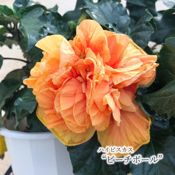 ハイビスカス ビーチボール 5号 鉢植え fru : レイテストプランツ