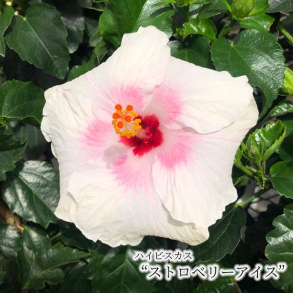 ■特徴ハイビスカスは、赤・黄・白・ピンク・オレンジ色など原色の鮮やかな花色が魅力の熱帯花木です。 花の寿命はほとんど1日限りですが、大輪の品種や涼しい季節は2日もつことがあります。 ■置き場所日光がよく当たる場所を好みます。ただし夏に株が弱...