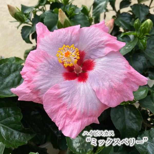 ☆ハイビスカスページです☆ 今年542輪目の開花は 古株の赤いハイビスカスでした😆 たくさん