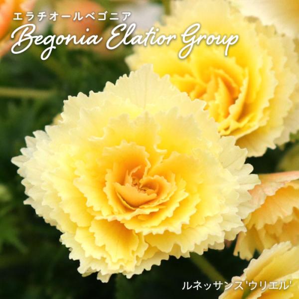 ✨贅を愉しむお花です✨エラチオールベゴニアルネッサンスウリエル latestplants2019_l220117002