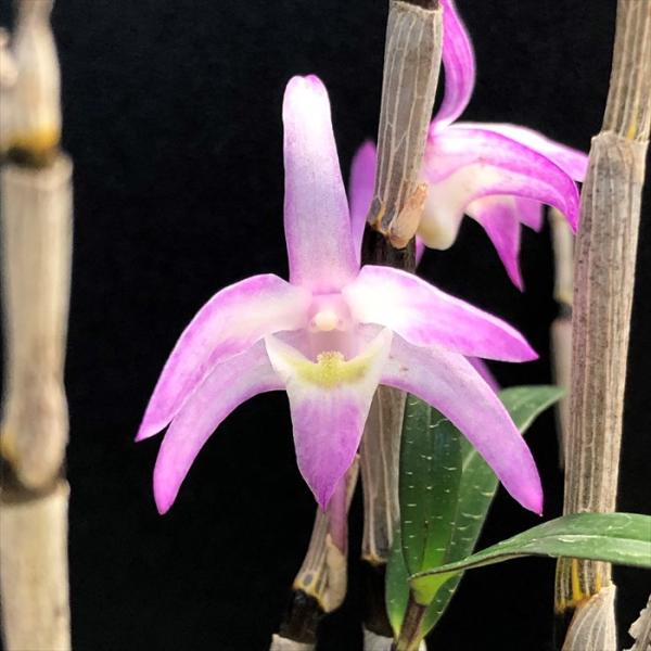 latestplants2019_l220225003