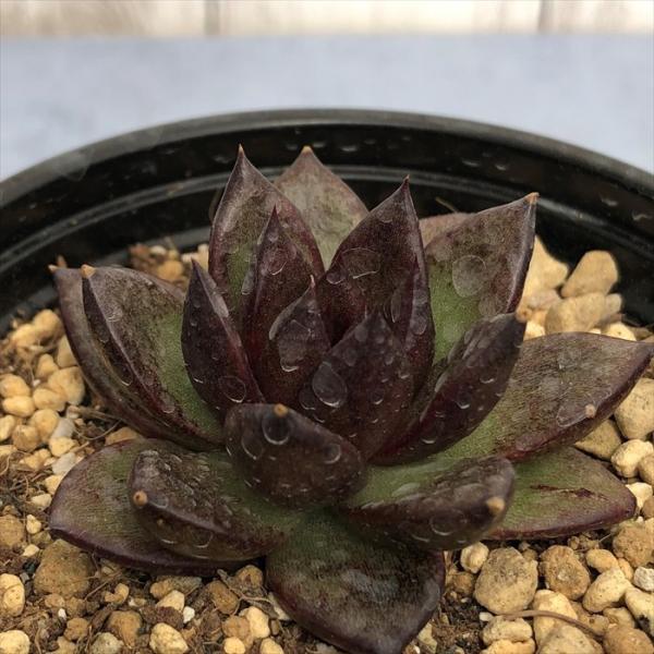 latestplants2019_l220518006