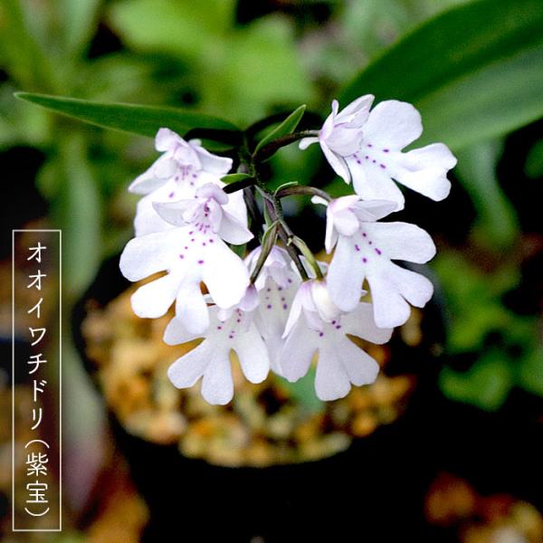 イワチドリより花が大きく、豪華に咲く！〜オオイワチドリ 球根 5球セット〜【オオイワチドリ（紫宝）】科名：ラン科　属名： ヒナラン属原産地：日本開花期：5月〜6月【サイズ】Ｍ〜Ｌ球※写真はイメージの為、お届けする球根には個体差がございます。...