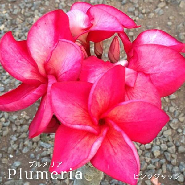 プルメリア ピンクジャック 5号鉢 鉢花 熱帯植物 ハワイ タヒチ : レイ