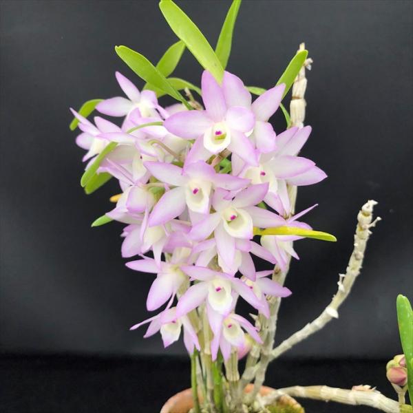 【予約販売】 洋ラン【開花見込株】デンドロビウム（デンドロビューム）おもかげ 7.5cm素焼き鉢 洋蘭 インテリア yam 11月上旬以降発送