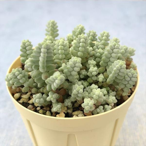 latestplants2019_l220616001