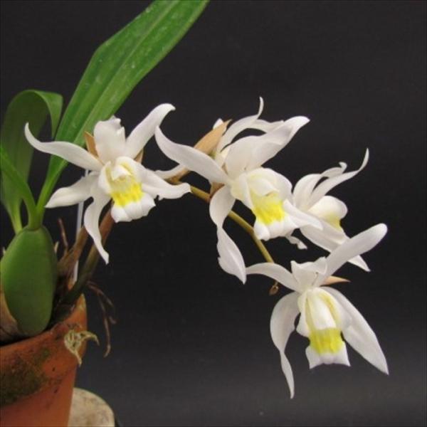 ■特徴Coel.Intermediaラン科・セロジネ属の多年草。東南アジアに広く分布し、樹上や岩などに着生するランです。海岸線から標高の高い場所等、広い地域に分布します。初心者の方にもおすすめの強健種。開花期：冬咲き■置き場所1年を通して日...