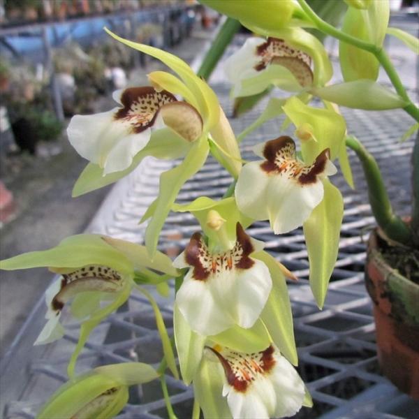 ■特徴Coel.Green Elf◆やまはる園芸さんオリジナル品種◆ラン科・セロジネ属の多年草。東南アジアに広く分布し、樹上や岩などに着生するランです。海岸線から標高の高い場所等、広い地域に分布します。強い香りのするグリーンの可愛らしい花。...