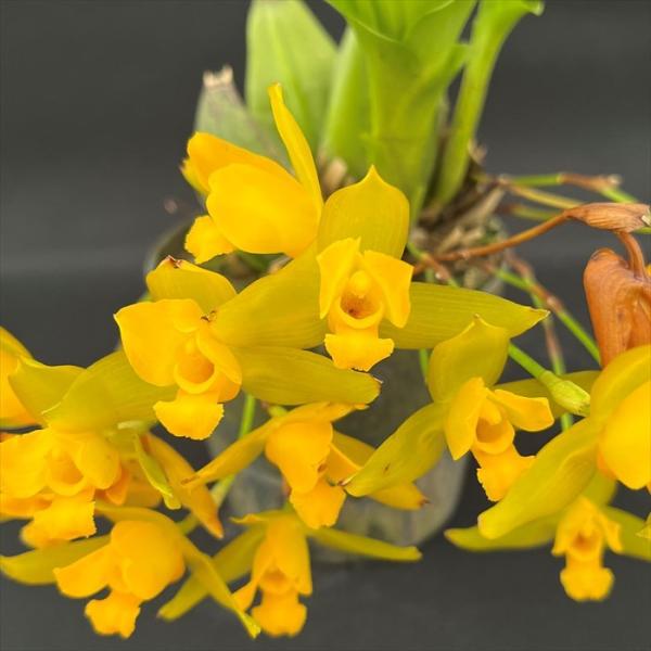 ■特徴Lyc.aromaticaラン科リカステ属の多年草で、原産地はグアテマラ以南の中米ならびにコロンビア、エクアドル、ペルーなどの南米太平洋側。大きな球根状のバルブを地上部にもち、常緑性の大きな葉をバルブの上に展開します。一部の種類は落葉...