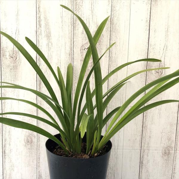 ■置き場所冬季には、冷たい北風が当たらない霜の降りない場所の屋外で管理してください。 日光を好むので日当たりの良い場所に置きます。 真夏は葉焼けを起こすのであまり直射日光に当てない方が良いです。 冬季には、最低温度が10℃以下になるようにす...